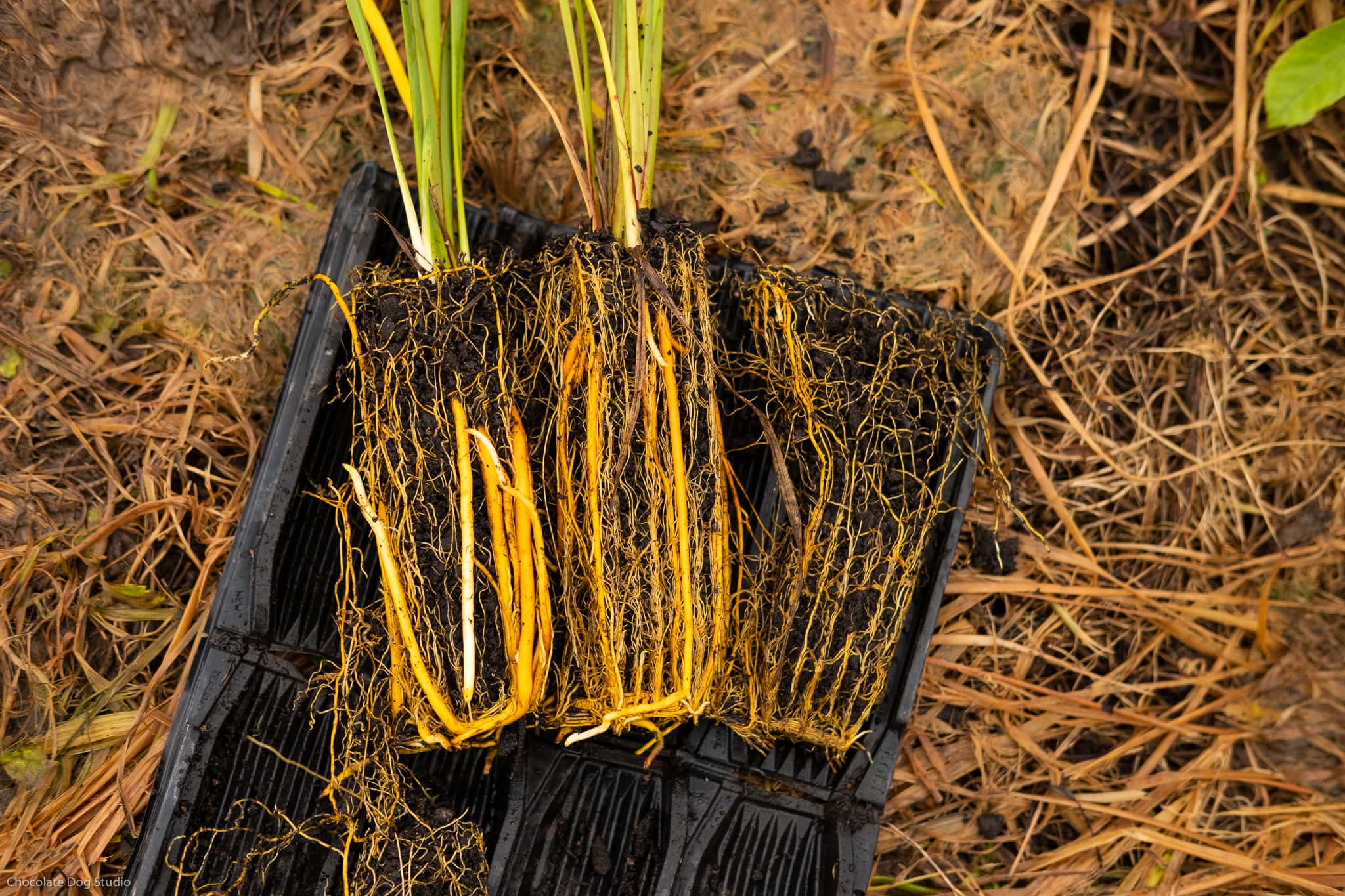 Native plants removed from rootrainers