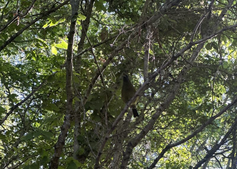 Singing Bellbird